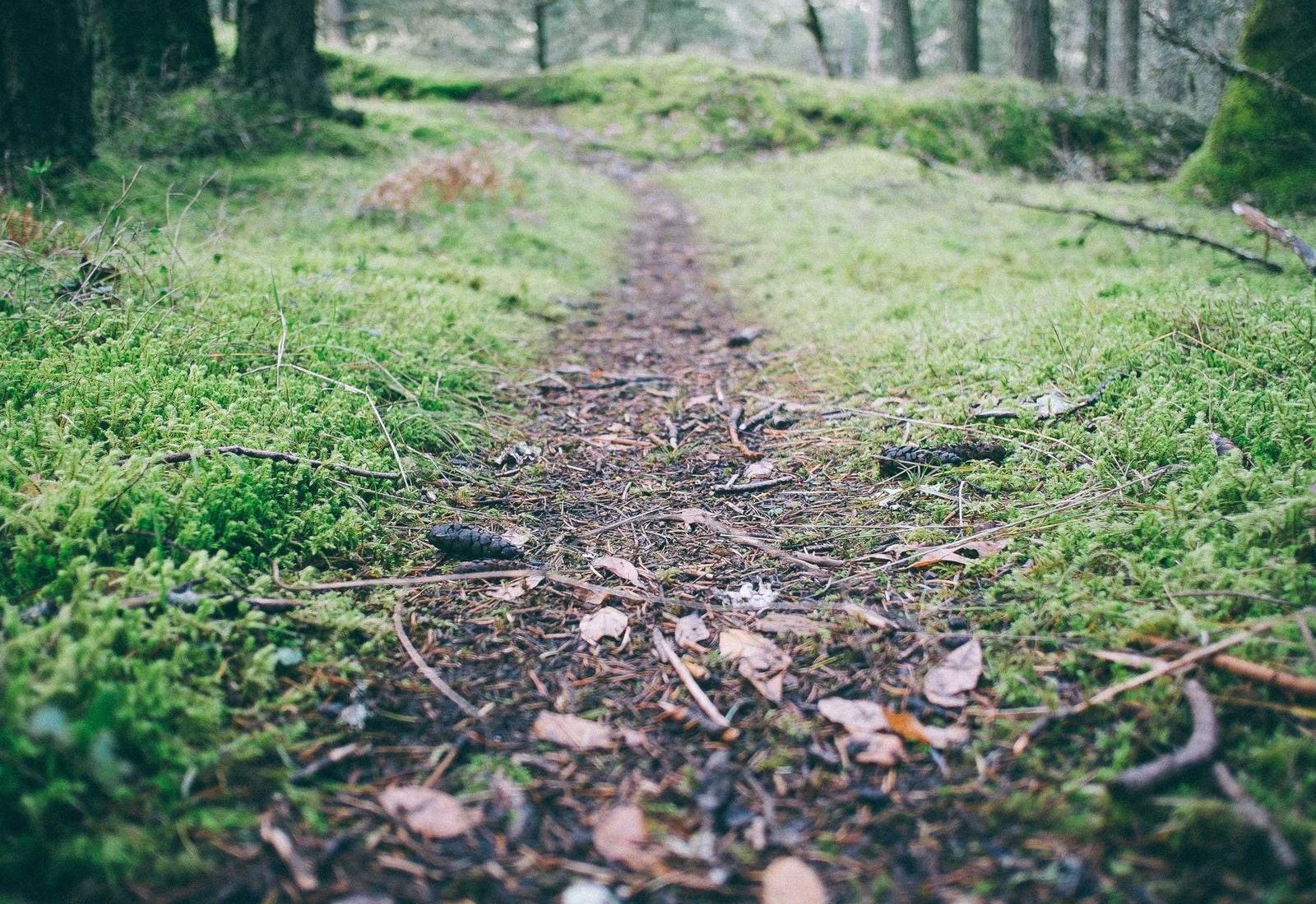 Forest Stair