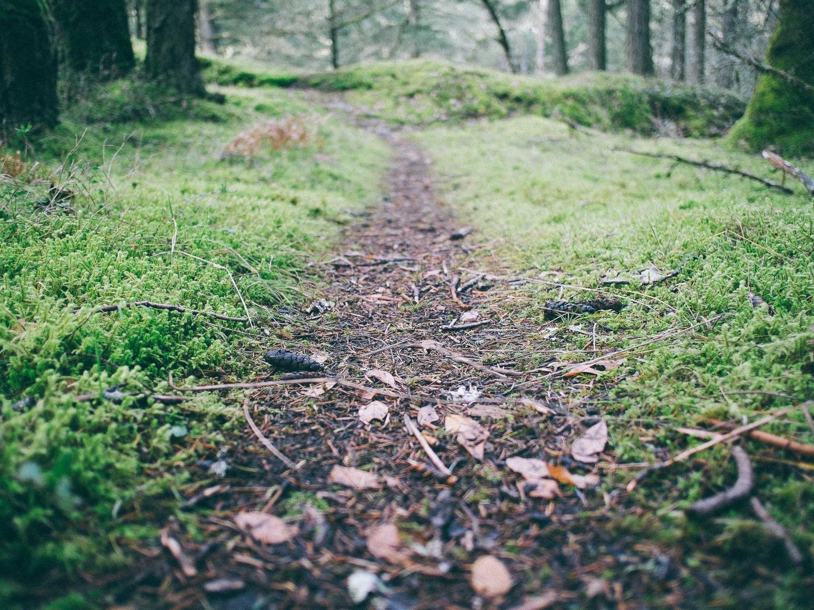 Forest Stair